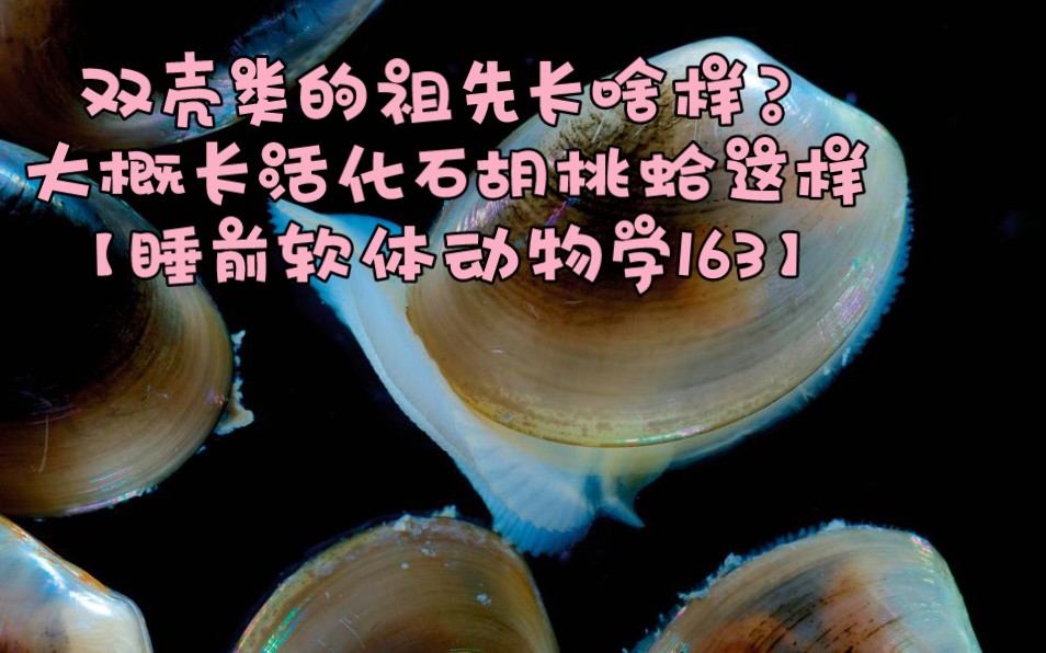 双壳类的祖先长啥样?大概就长活化石胡桃蛤这样【睡前软体动物学163】哔哩哔哩bilibili