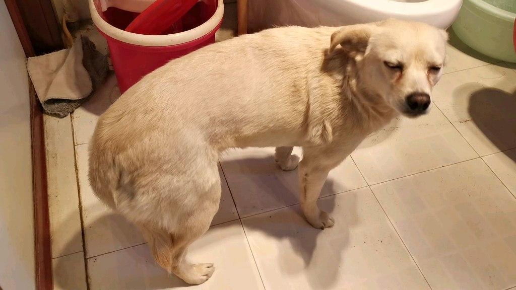 狗子一洗澡就紧张,腿都抖起来了