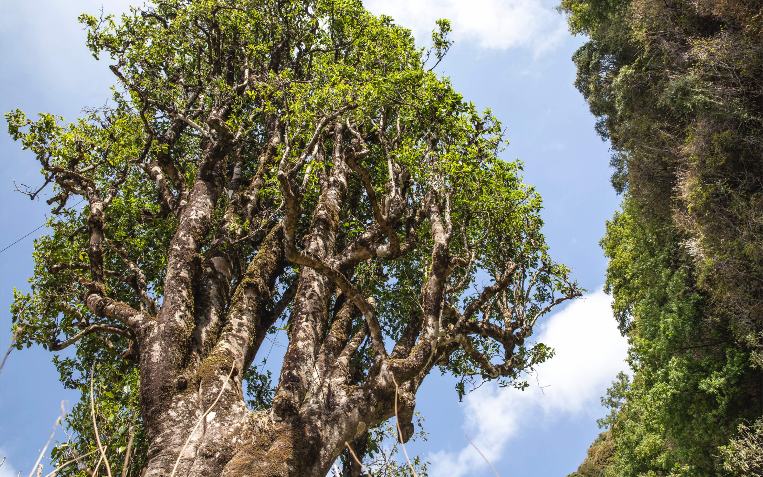 三千年的茶王你见过吗?