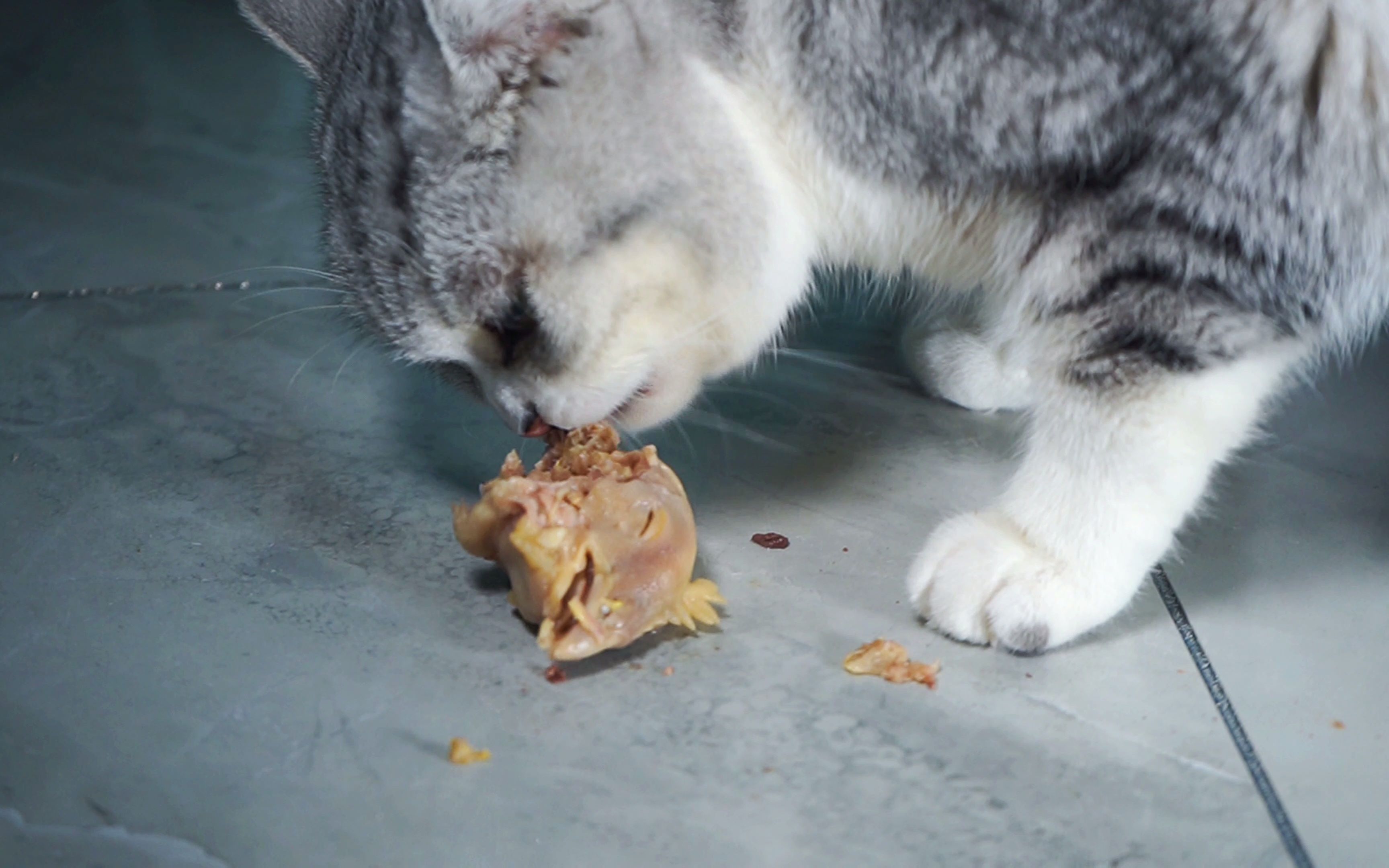 美短起司猫吃肉,嘎嘣脆鸡肉味