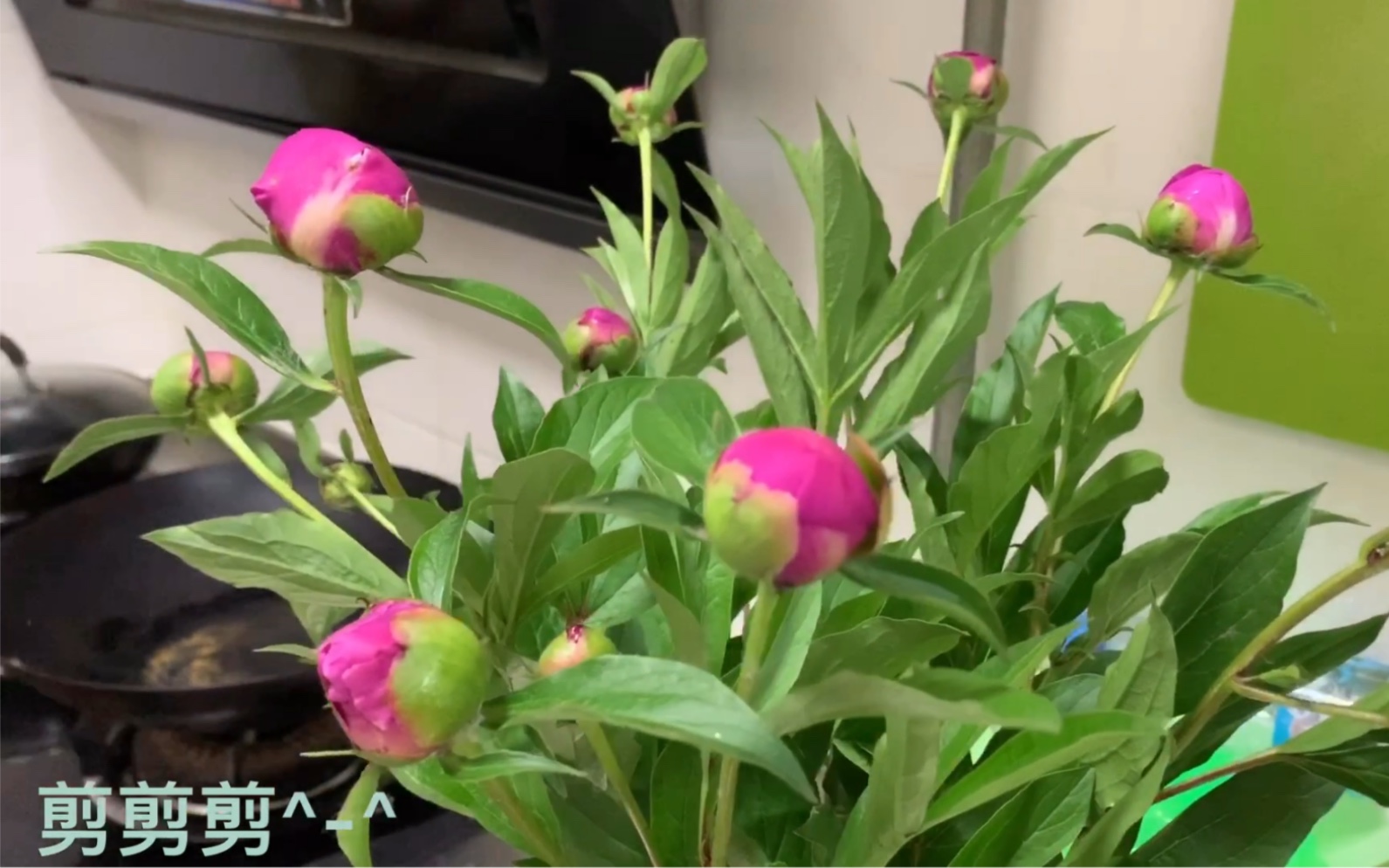 母亲节的花花哈哈哈哈哈