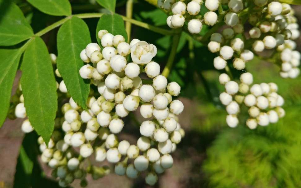 植物相册探险记哔哩哔哩bilibili