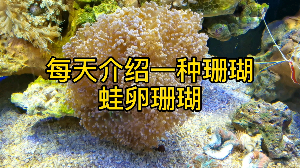 每天介绍一种珊瑚蛙卵珊瑚海水鱼珊瑚海缸观赏鱼