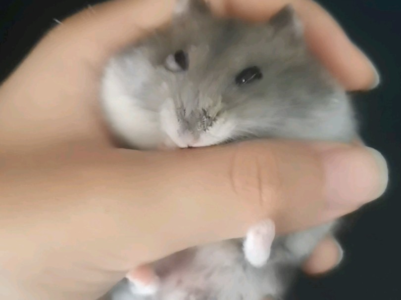 鼠鼠是这样的,只要可爱就行了