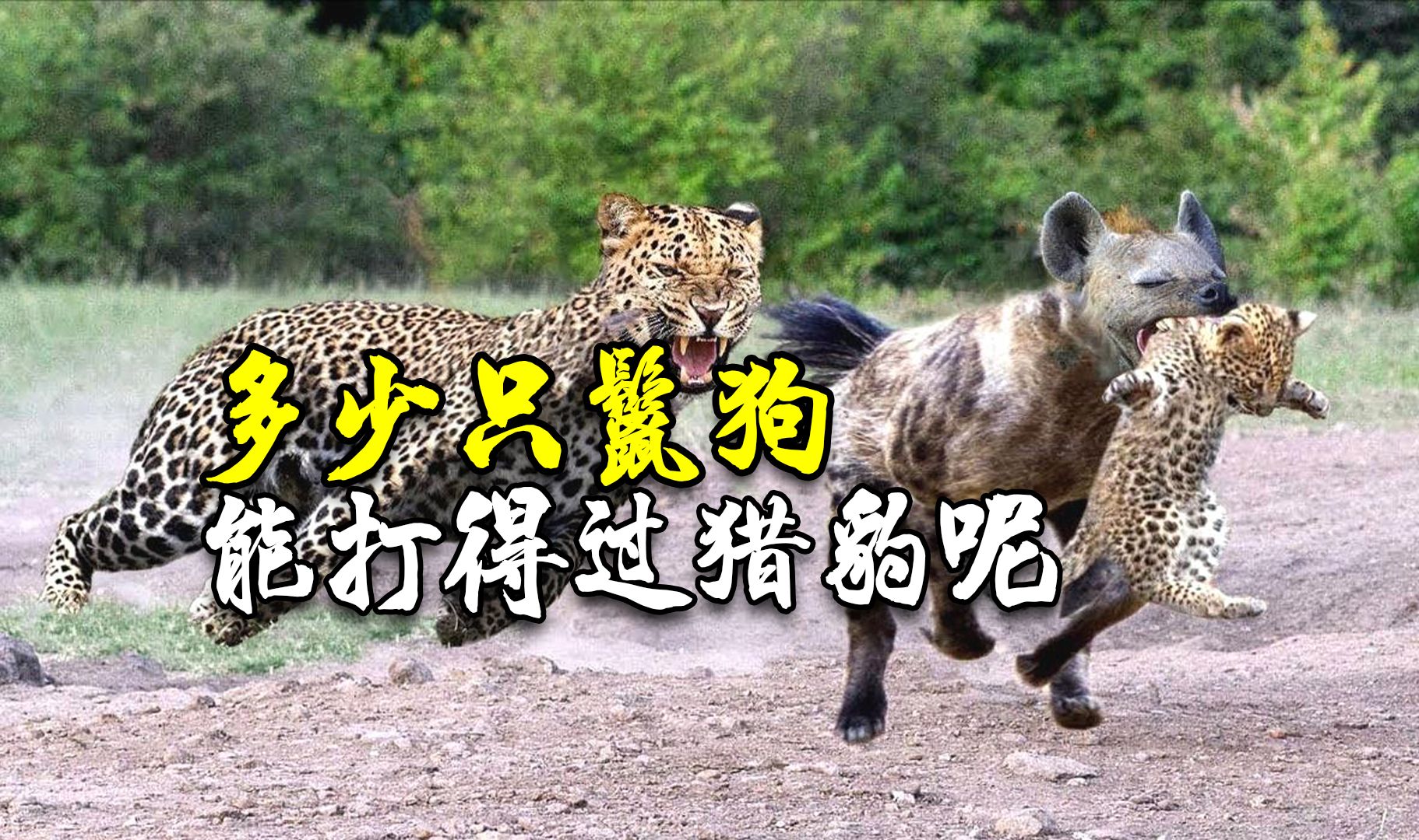多少只鬣狗能能打得过猎豹呢?结局超乎想象!