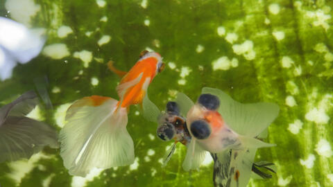 小金鱼苗淘汰率挺高的 目前就几十尾样子 有的全身黑的不知道是不是返祖了 哔哩哔哩