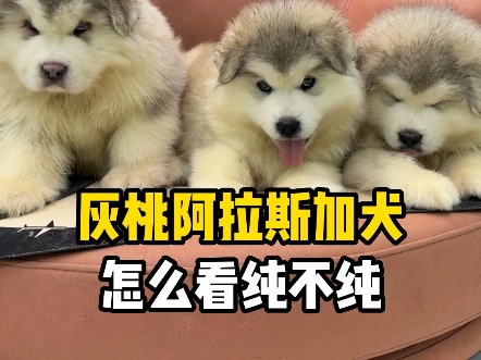 阿拉斯加犬怎么看是不是纯的?灰桃阿拉斯加幼犬怎么看纯不纯?如何挑选纯种阿拉斯加幼犬.如何辨别阿拉斯加是纯种还是串串?哔哩哔哩bilibili