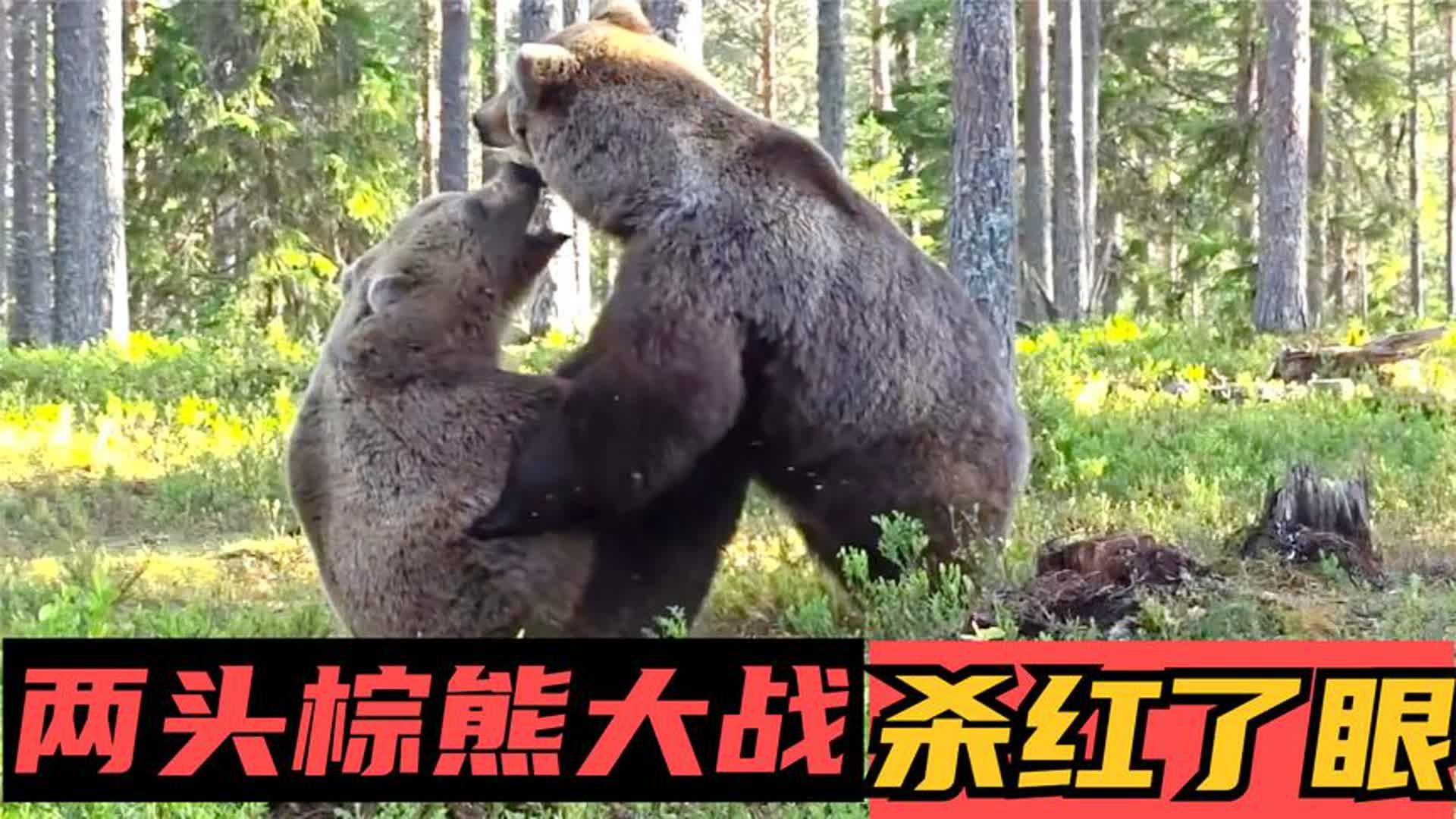两头棕熊发生激烈打斗,年轻棕熊被按倒在地上摩擦,过程十分激烈