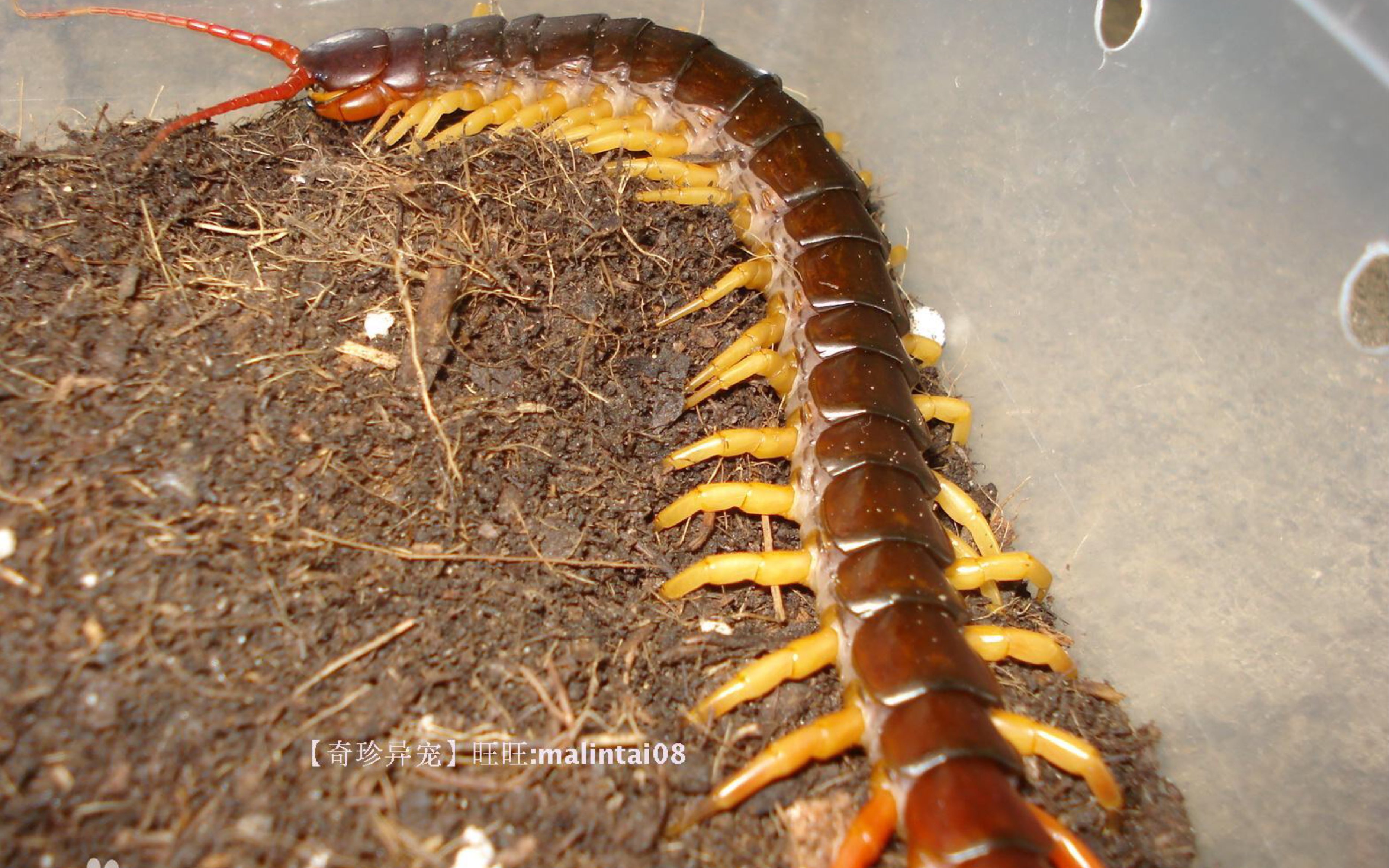 越巨苗子进食合集 越南巨人蜈蚣