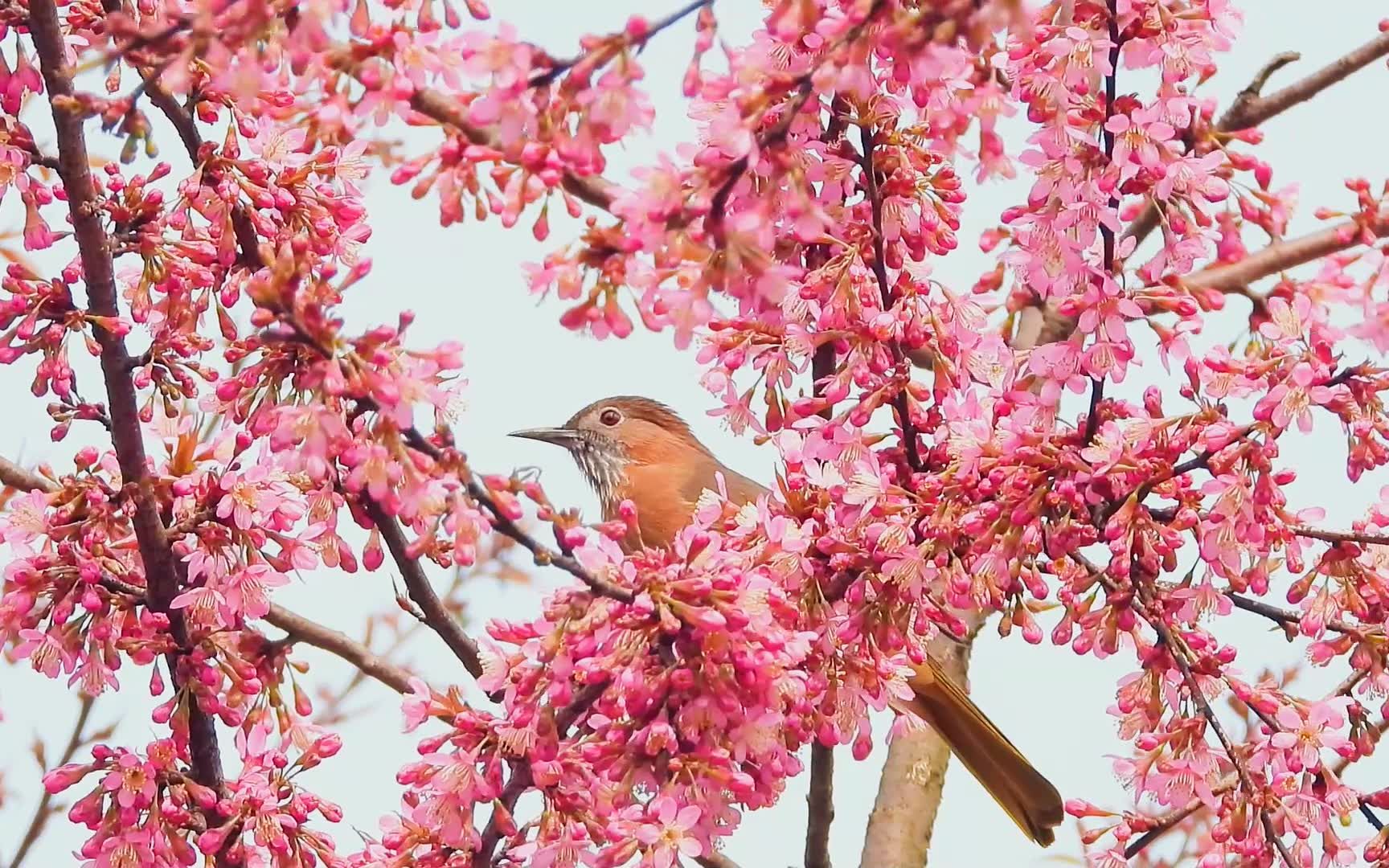 美丽的樱花,鸟语花香小鸟吃花蜜,好听的鸟叫声
