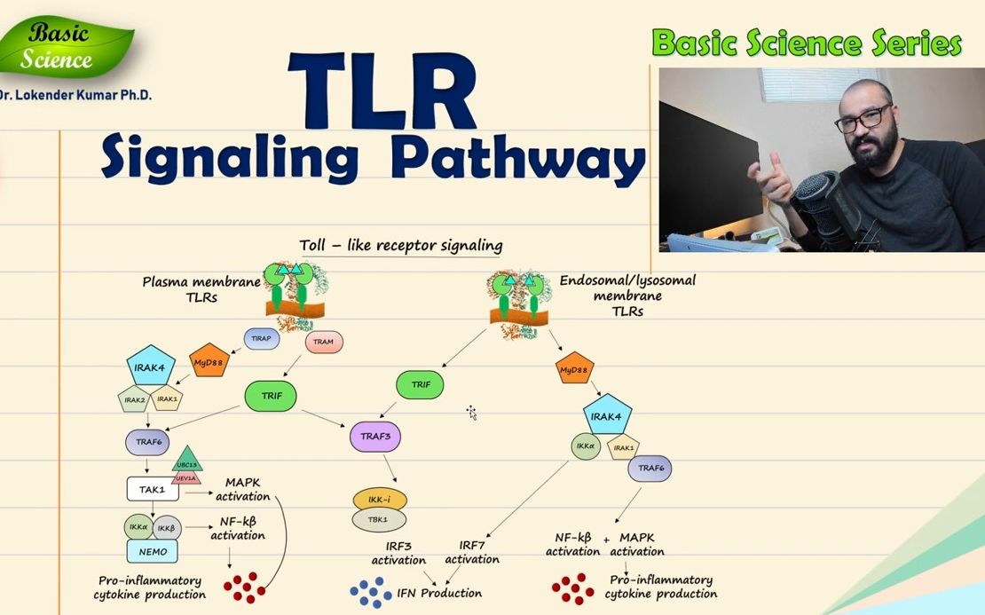 Tolllike receptor Signaling Pathway | MyD88 | TRIF Pathways |哔哩哔哩bilibili