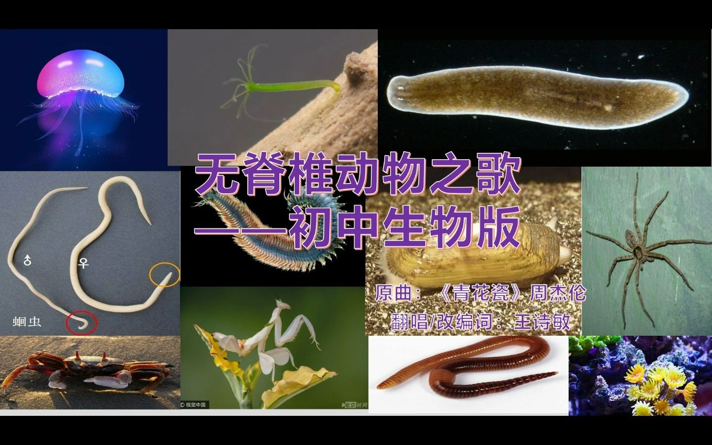 [图]【初中生物】 无脊椎动物之歌