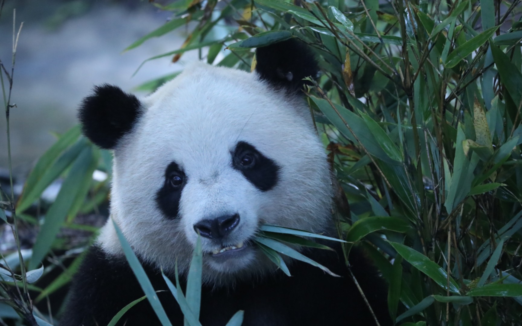 奇一:阳光正好,微风不燥,适合干饭熊干饭!【大熊猫奇一】
