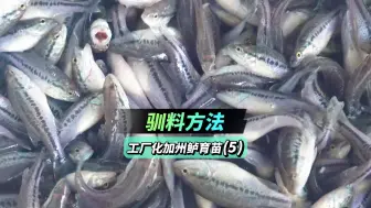 Download Video: 【工厂化加州鲈育苗系列5】用这套方法驯料真是太简单了！诱食好驯料快鱼苗又健康！