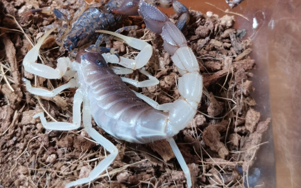 青玉粗尾蝎秒杀细尖