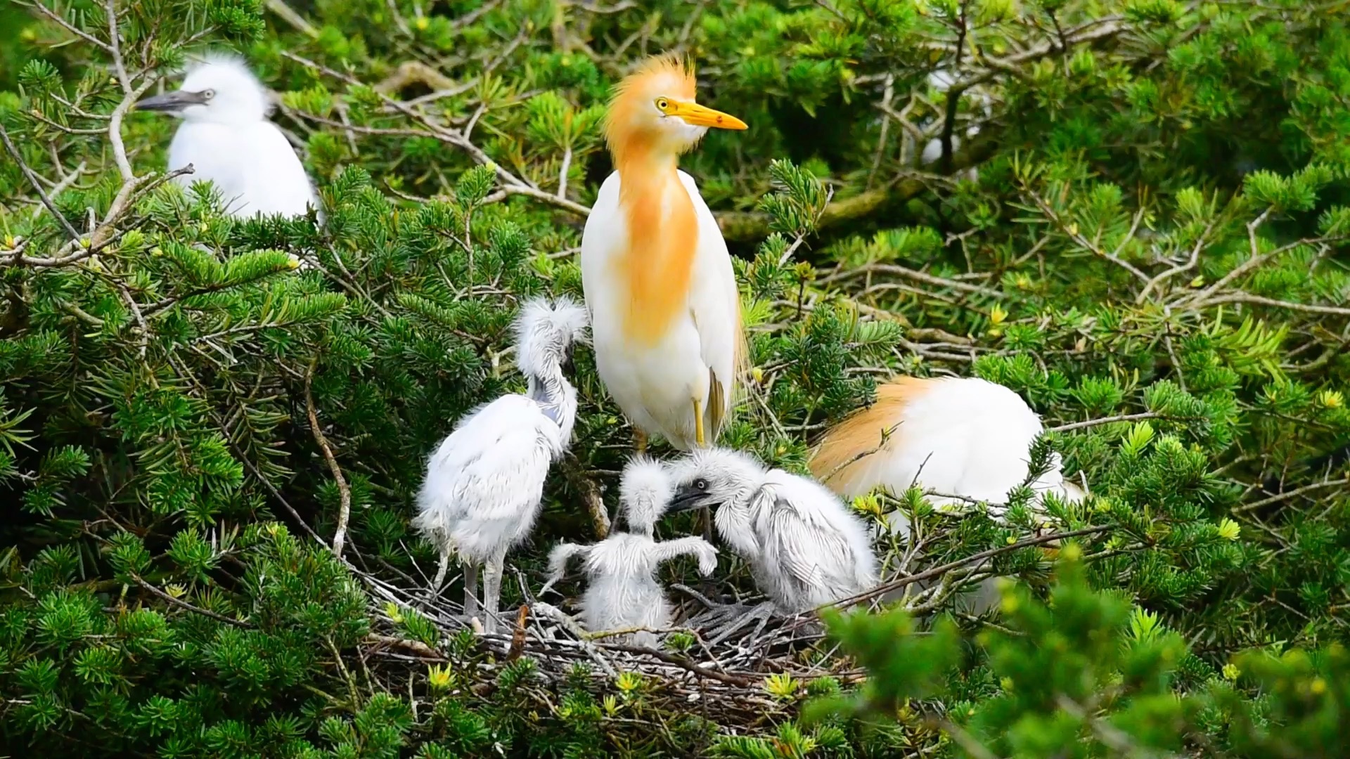 牛背鹭给幼鸟喂食,可爱的幼鸟们正扇动翅膀在学飞翔,大部分幼鸟已经