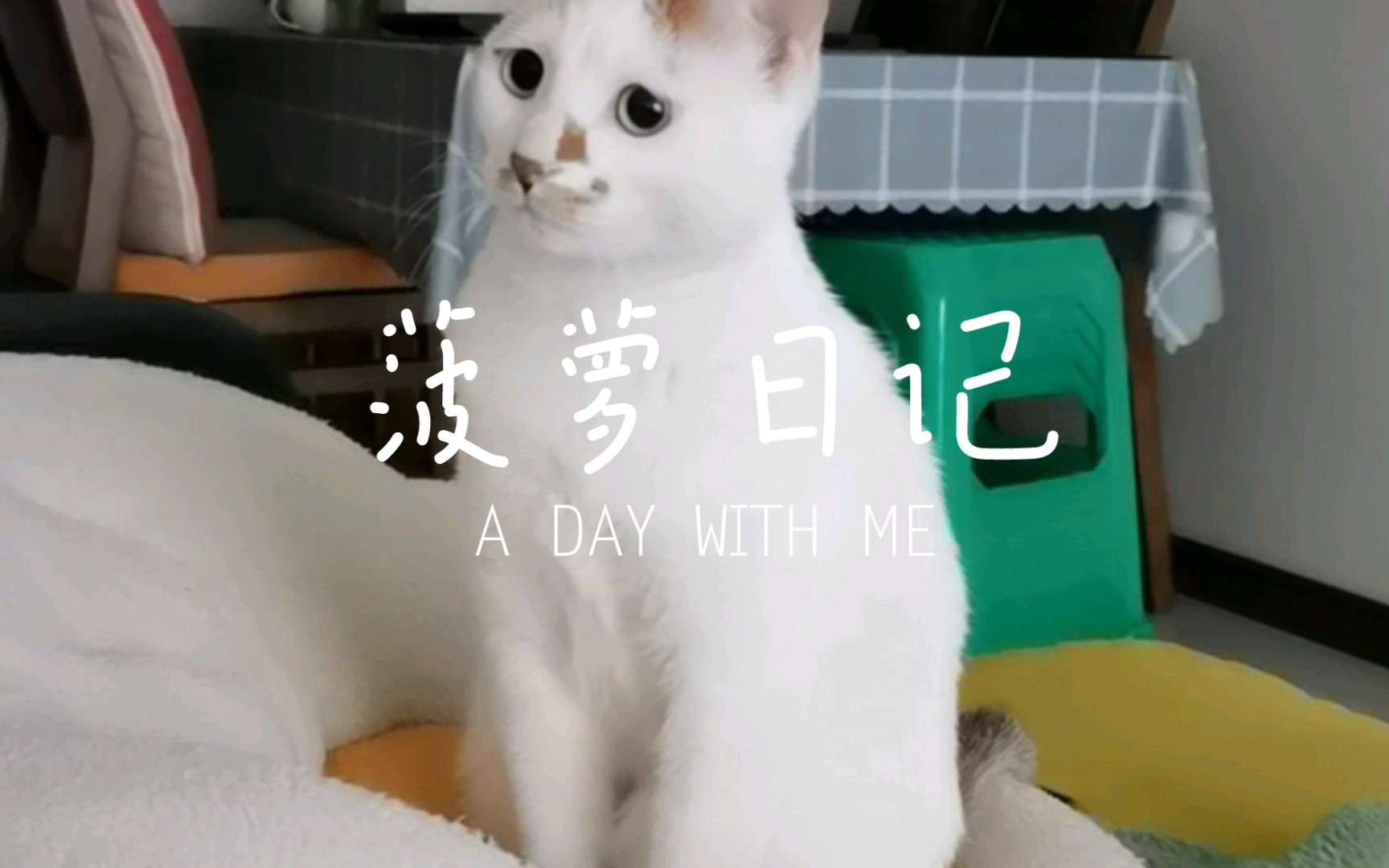 和猫猫一起过节|菠萝猫咪的生活日记哔哩哔哩bilibili