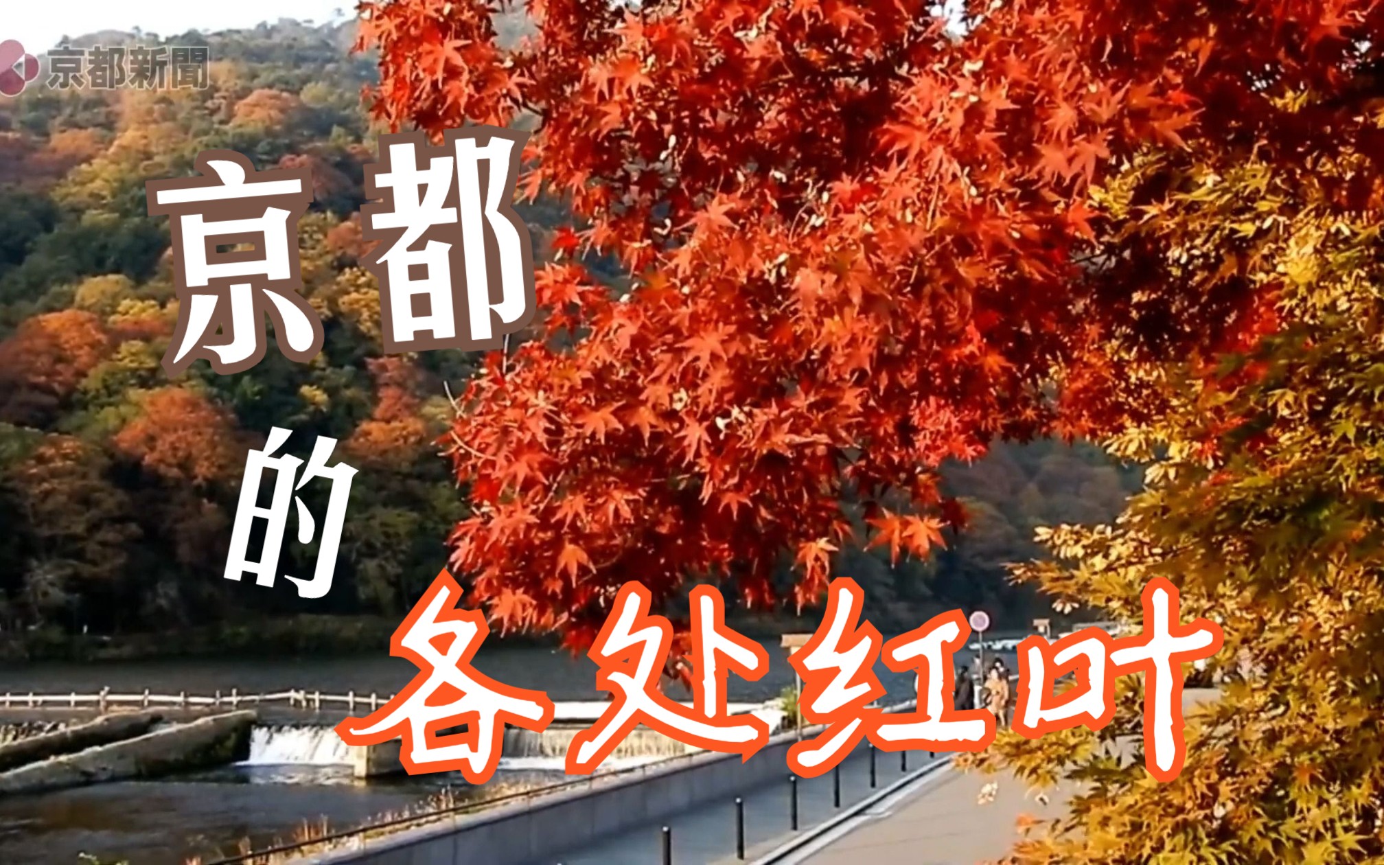 [图]【京都红叶】嵐山・渡月橋 | 叡山電鉄 | 高野川・岩倉 | 大原・三千院・「越中おわら踊り」奉納（京都新闻高清美景合集）