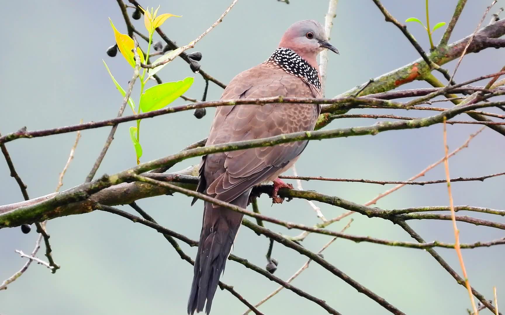 桉树上的珠颈斑鸠,好听的斑鸠叫声,咕咕咕