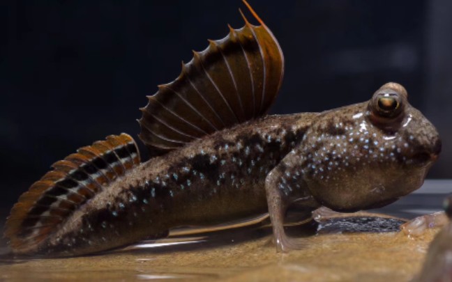 可爱的淡水红鳍弹涂鱼抢食打斗