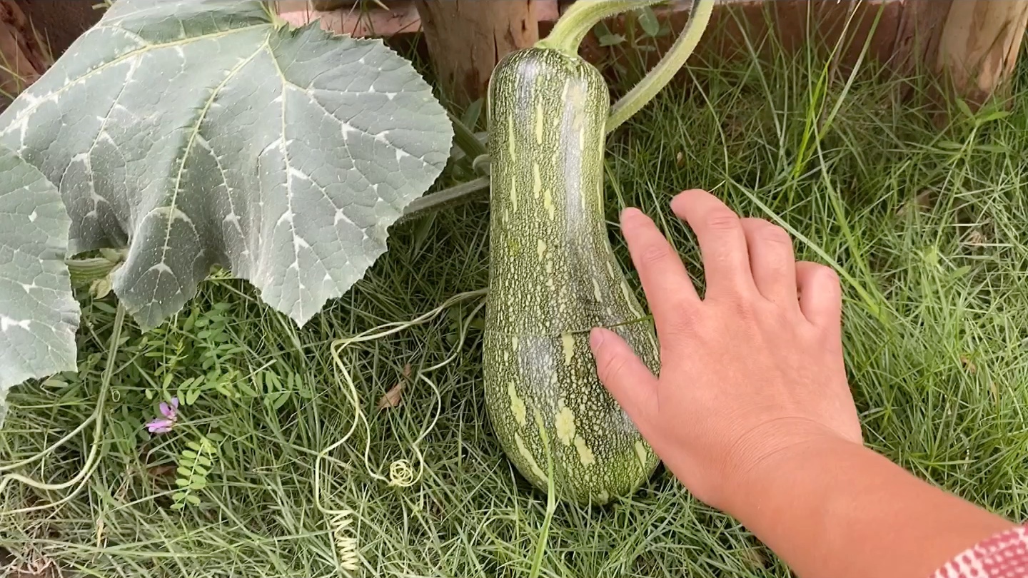 种下一棵蛇南瓜,长大了就吃掉它～_哔哩哔哩 (゜-゜)つロ 干杯~-bili