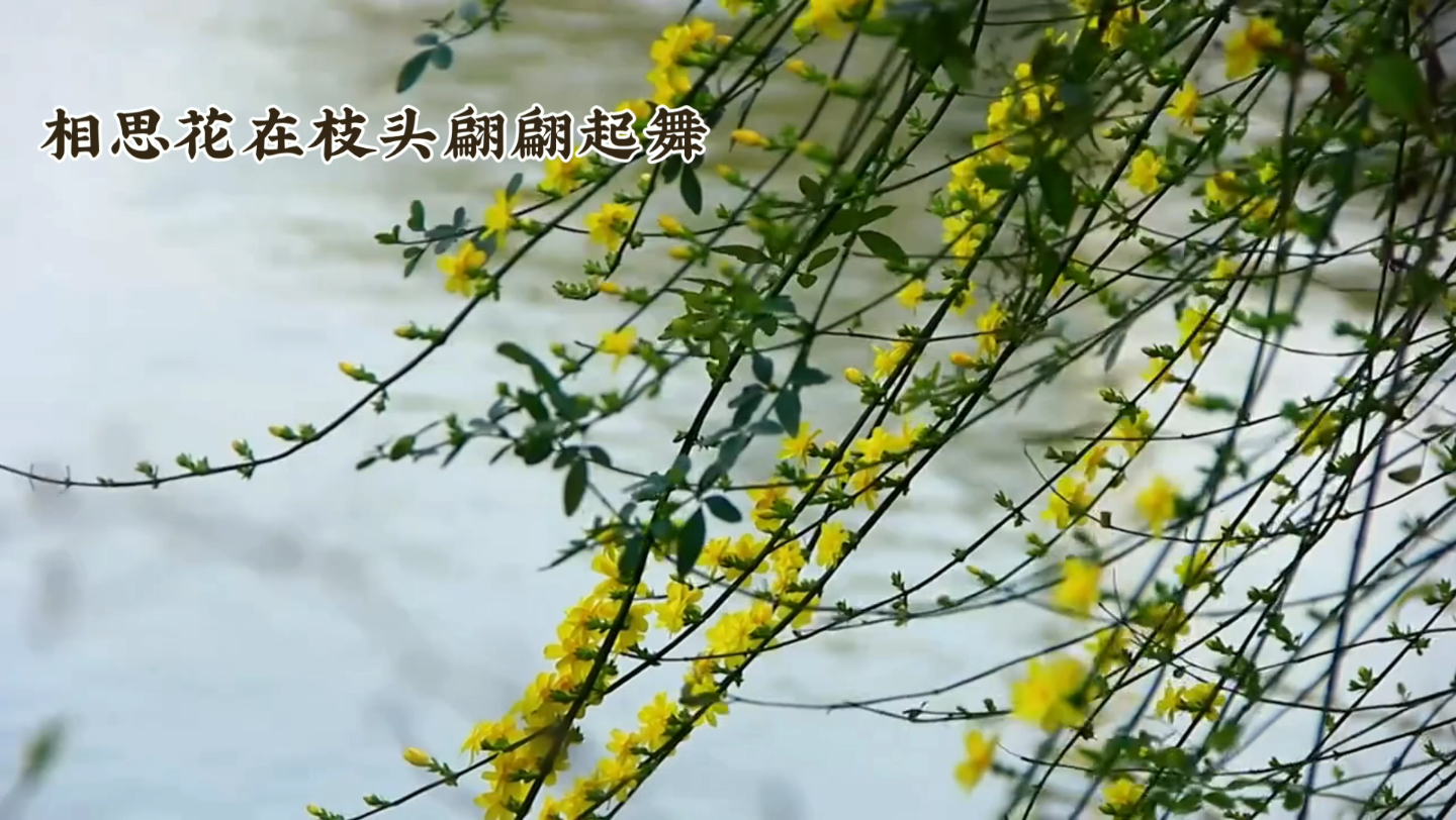 相思花哔哩哔哩bilibili