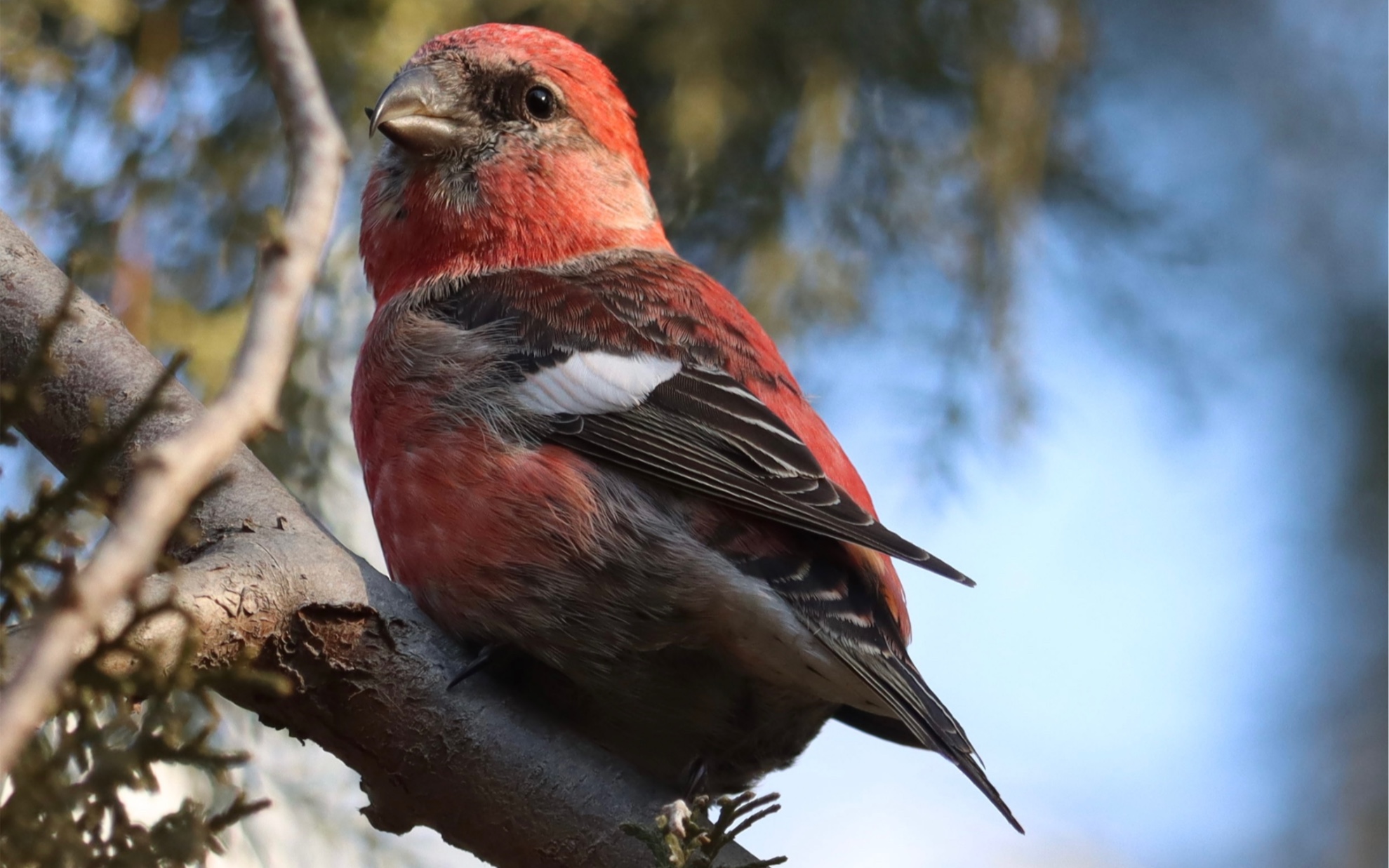 01.10 兴隆公园拍白翅交嘴雀