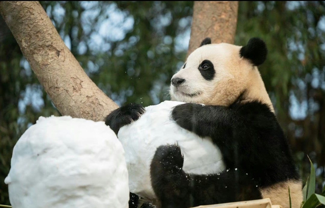 雪中大熊猫合集