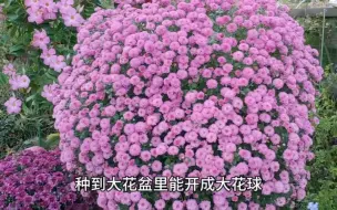 Download Video: 可以开成大花球的球菊，一盆能开上千朵花，耐热耐寒可盆栽可地栽，新手养花也没问题