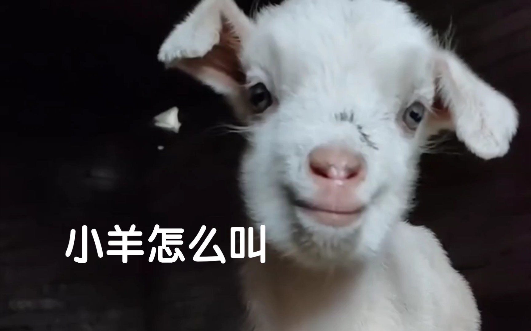 小羊怎么叫 man