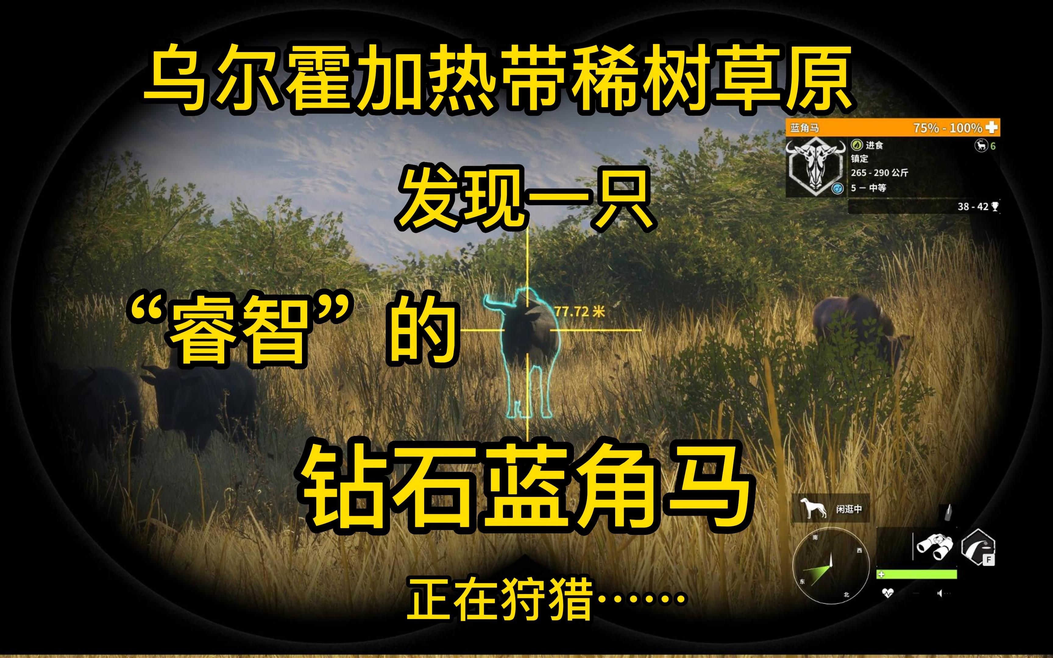 【荒野的召唤】钻石蓝角马