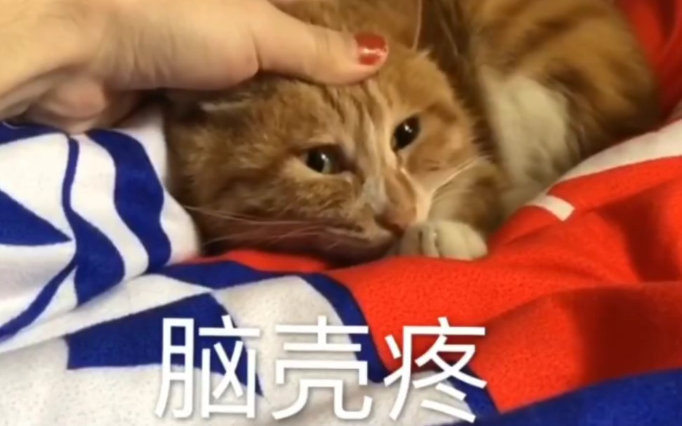 孙九芳 芳芳的猫不仅要被“摸”,还要被“撩”,还不让睡觉哔哩哔哩bilibili