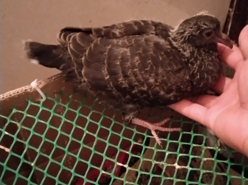 元宝鸽子配对斑鸠杂交繁殖实验出壳第十九天