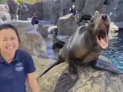 Скачать видео: 吵死人的海狮和安静的海豹