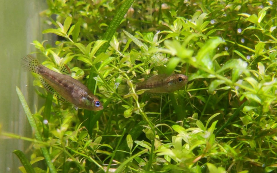 草缸精灵 小扣扣鱼