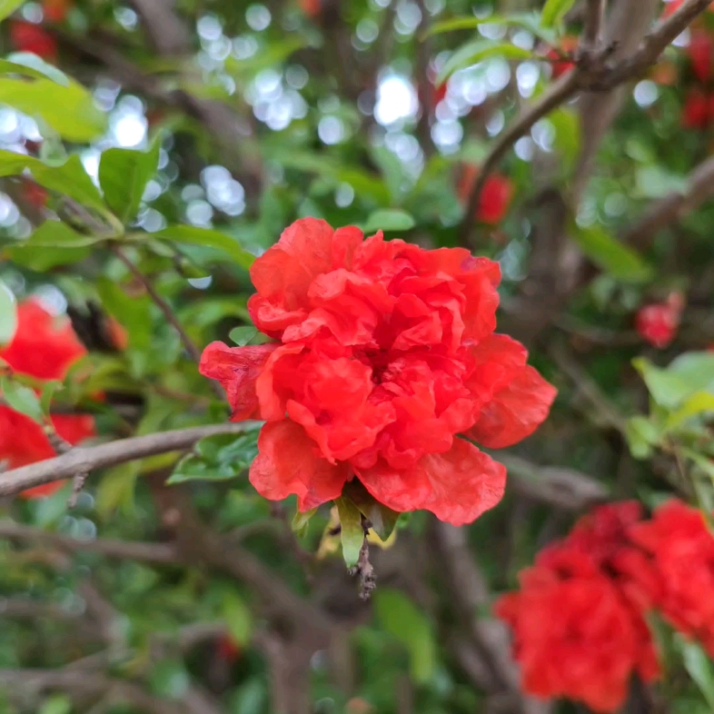 [图]看五月榴花红似火