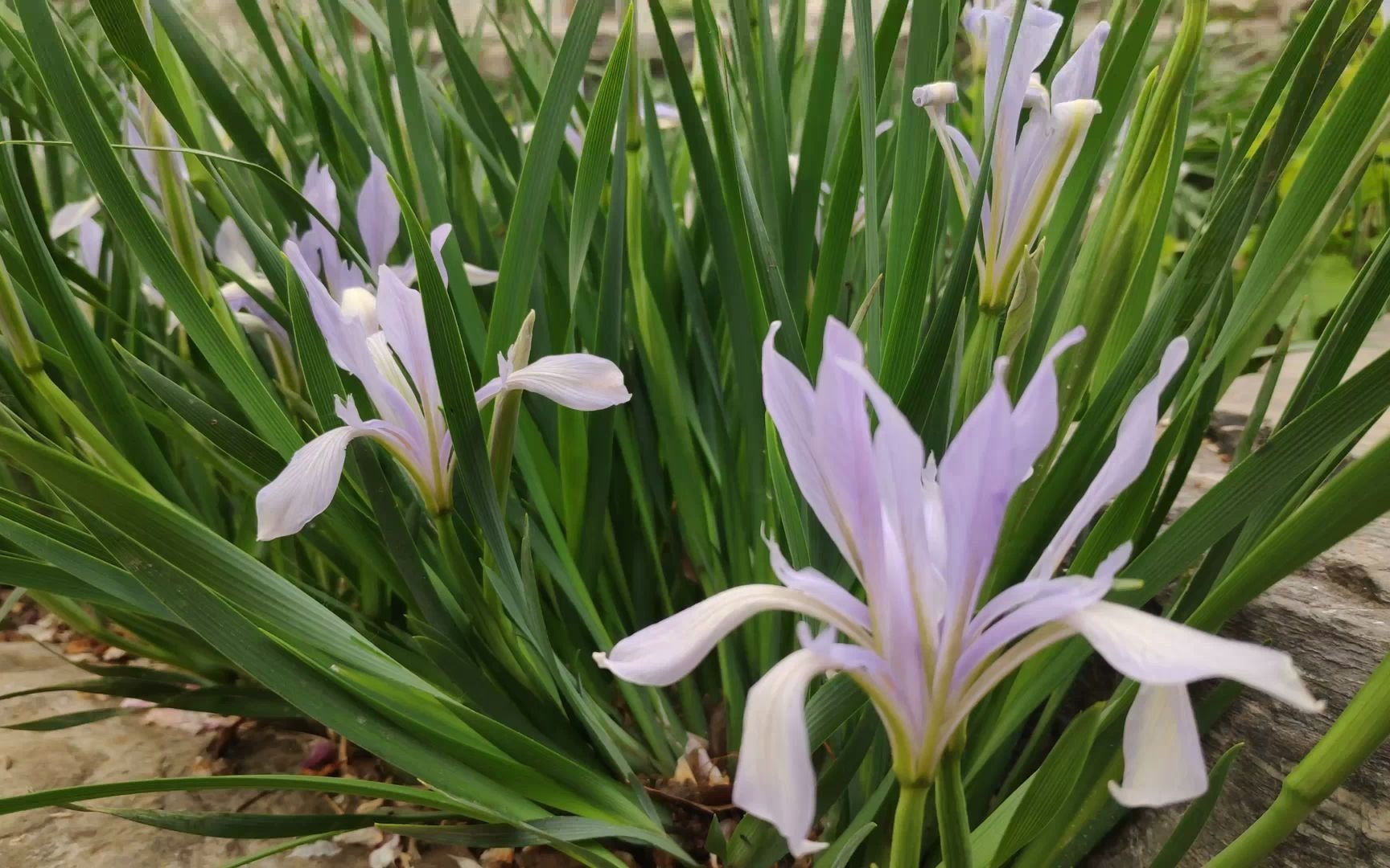 [图]庚子谷雨前四日。马兰花盛开，荷包牡丹粉心串串。白屈菜，活血丹，委陵菜，棣棠花。公园晨声原声。