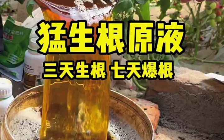 [图]它是全世界最牛的生根配方，三天生根七天爆根，一瓶1000克兑水1000斤