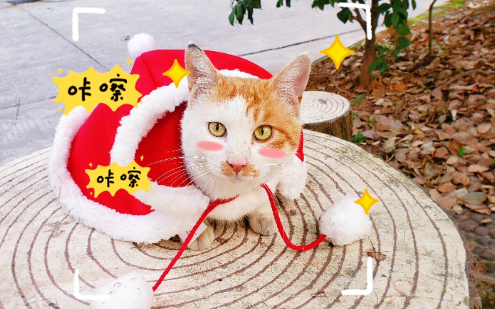 给楼下流浪猫猫小橘穿圣诞小披风