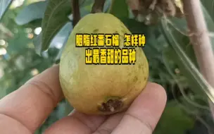 下载视频: 胭脂红番石榴  怎样种出最香甜的品种