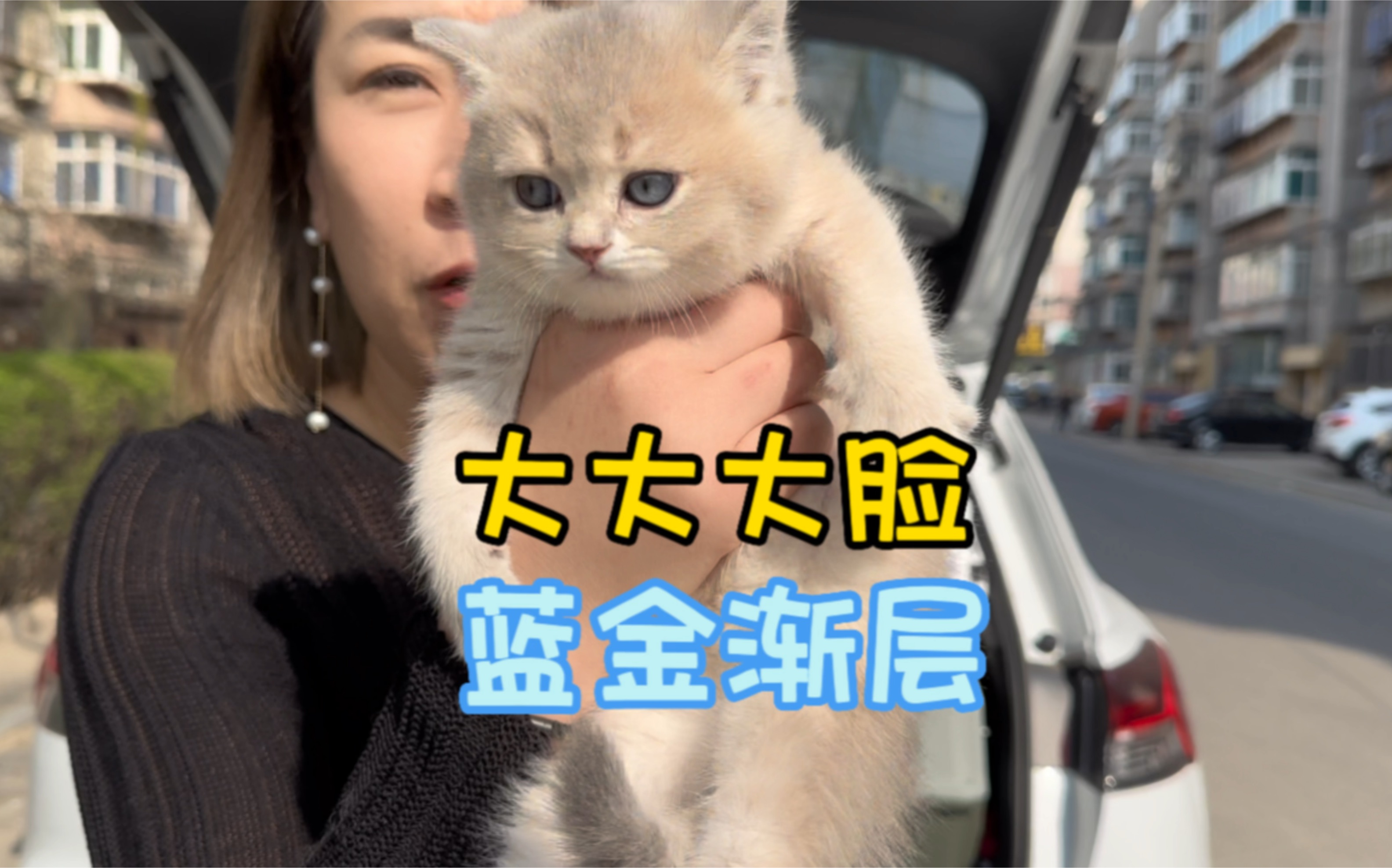 大脸蓝金猫,家里有只粘人的小猫是种什么体验?哔哩哔哩bilibili