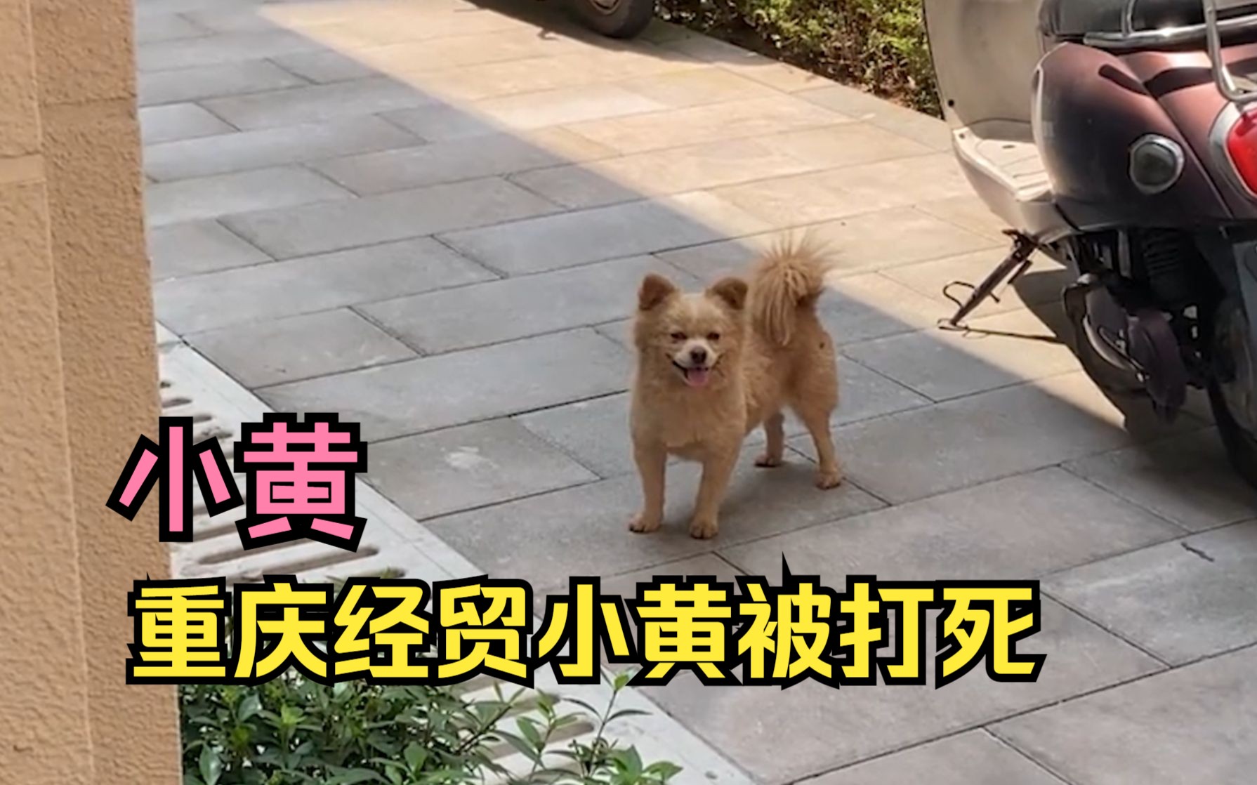 罗威纳伤害女童后,重庆流浪狗小黄被保安打死!被抓它还在微笑