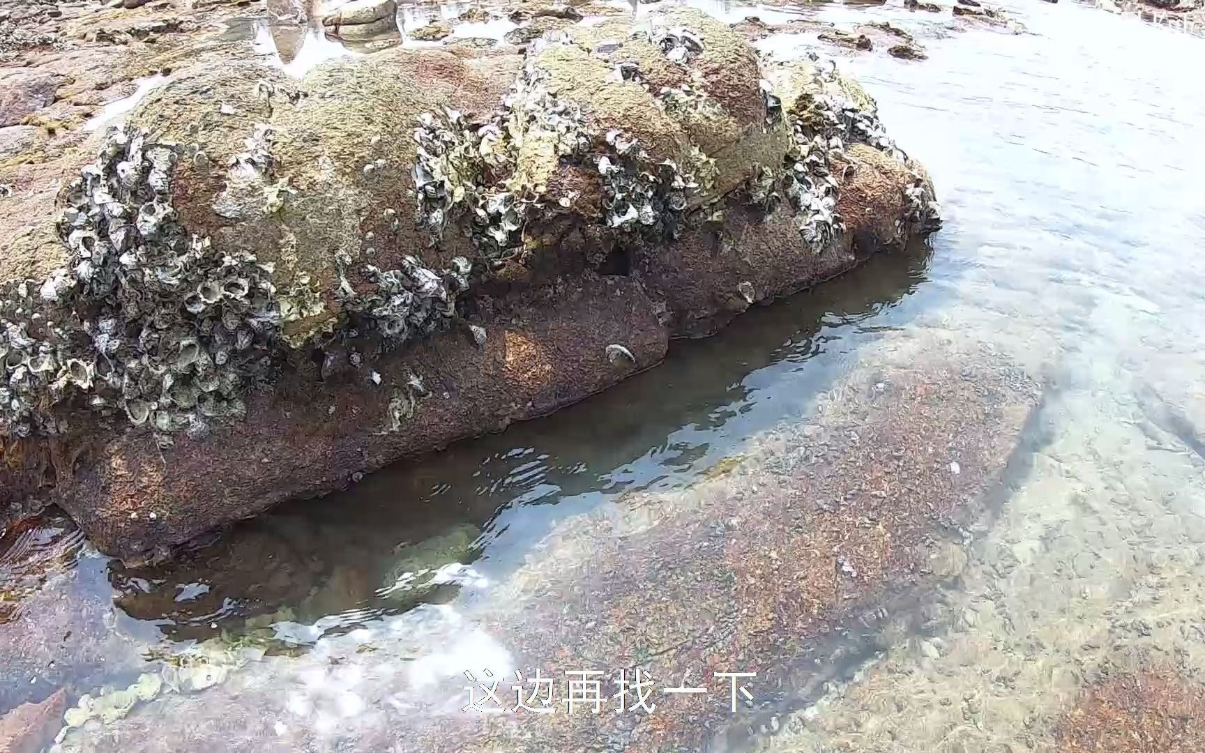 阿平赶海发现礁石坑里有条白色的尾巴拉出来一看竟然是条大鲨鱼