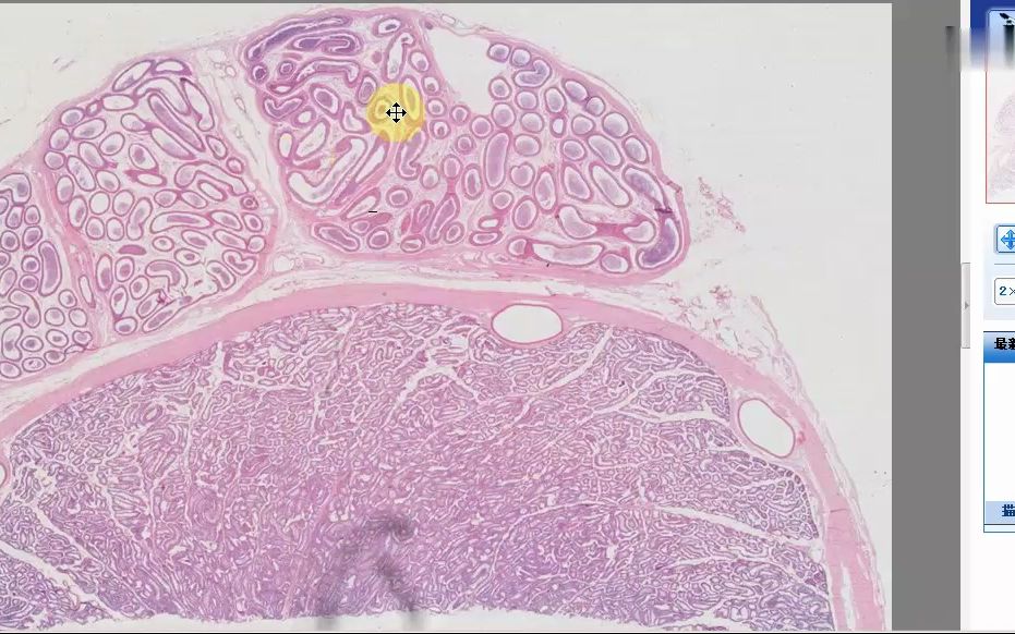 [3.3.9]4.3睾丸与附睾41#切片哔哩哔哩bilibili