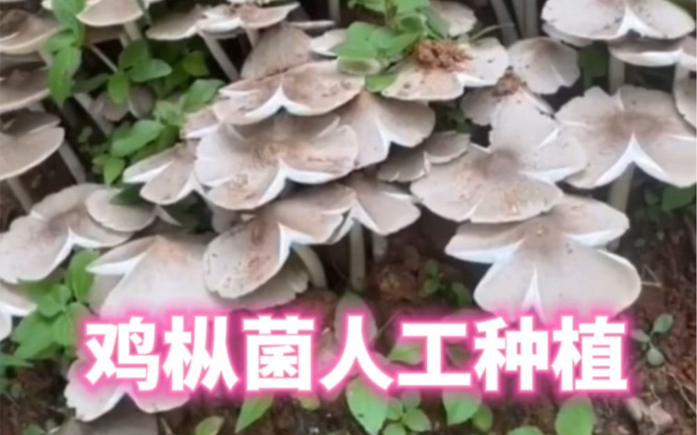 鸡枞菌喜欢吃吗?你知道它能人工种植不?哔哩哔哩bilibili