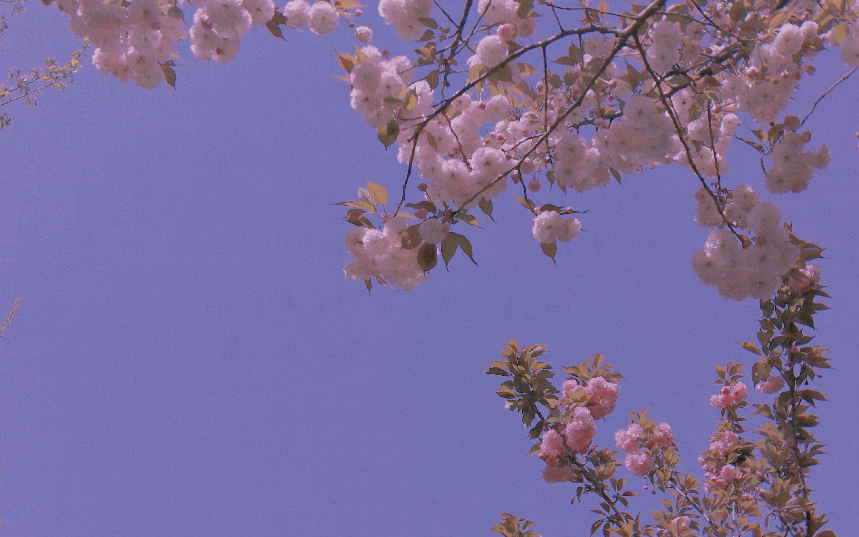 活动作品用樱花来招桃花吧