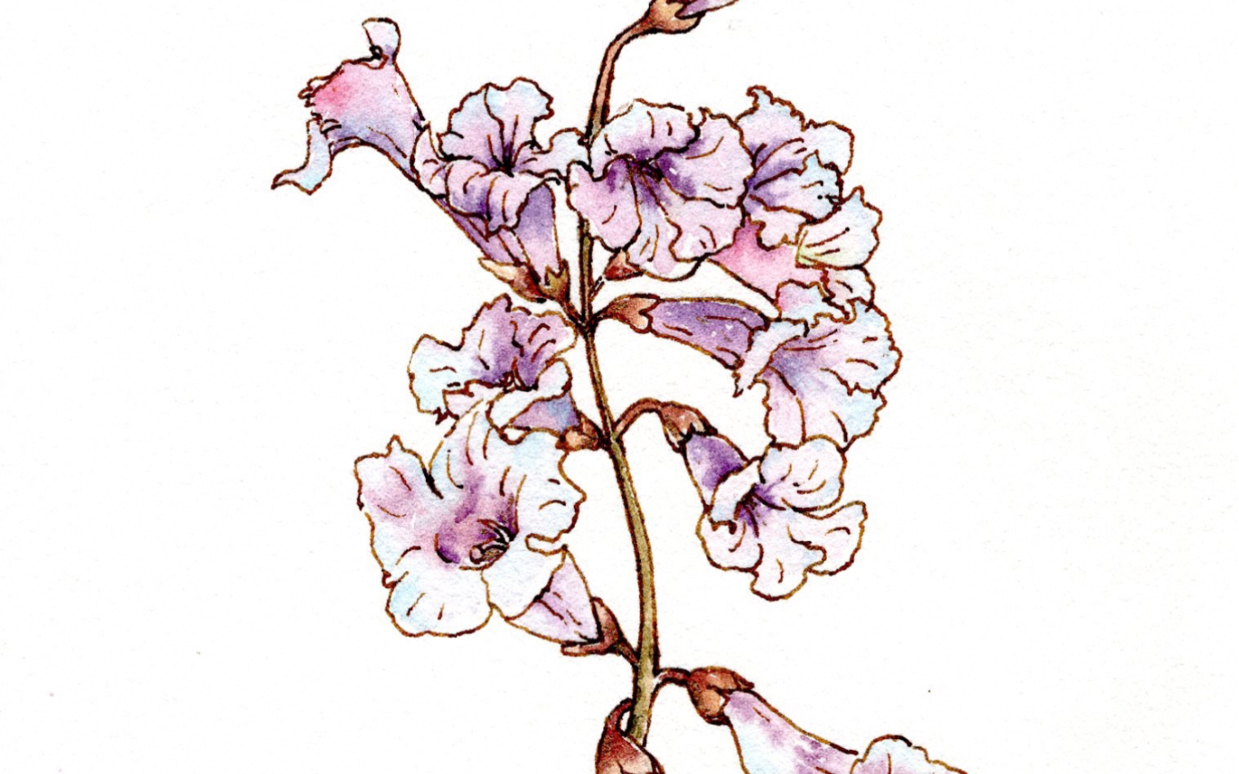 【钢笔淡彩】泡桐花
