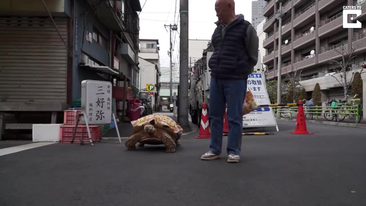 【转载】特别有名的日本养苏卡达的老爷爷youtu视频完整版