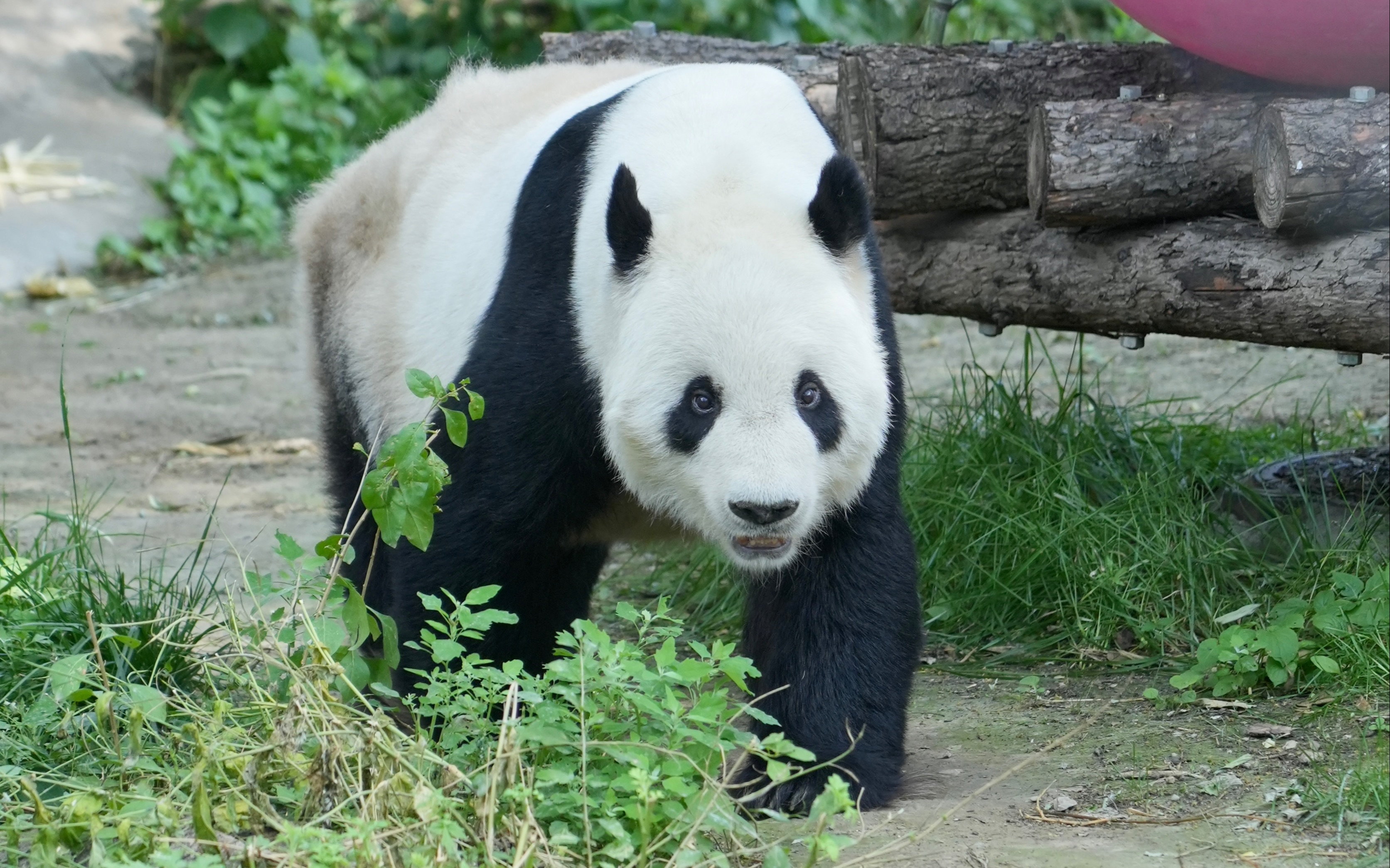 20230602古古养生日记part 1—中午吃完回去休息;下午