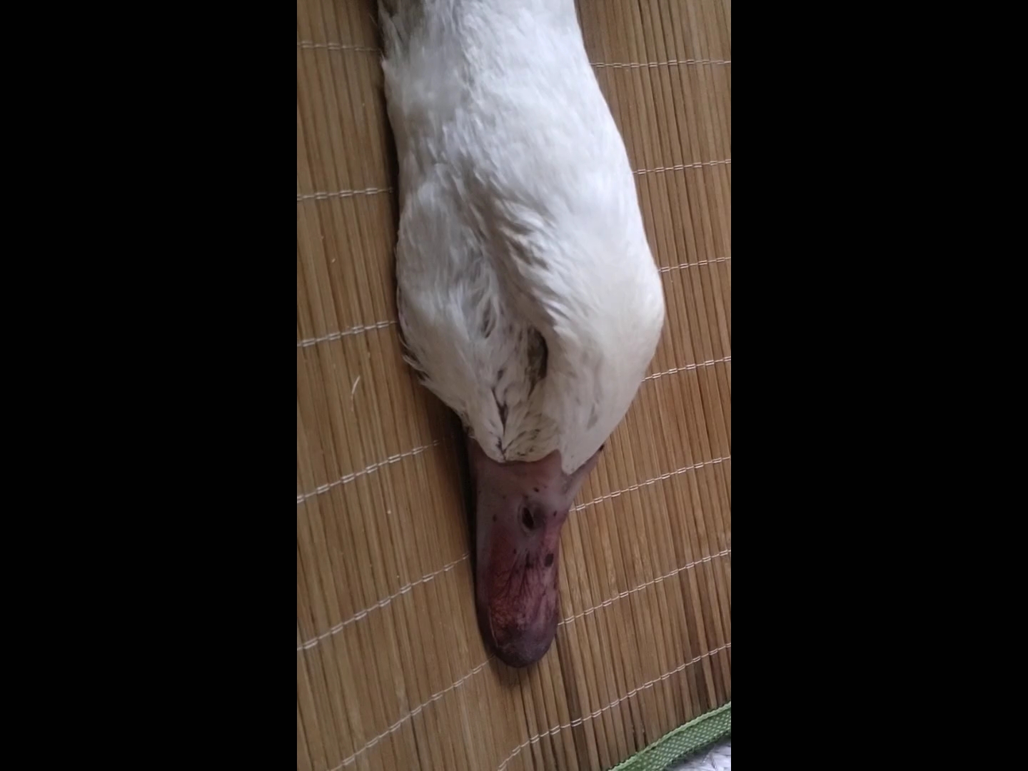 热射病死亡后充血尸斑!